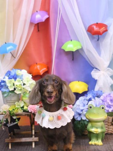 20230621ミニーちゃん